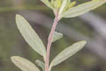 Coastal sand frostweed